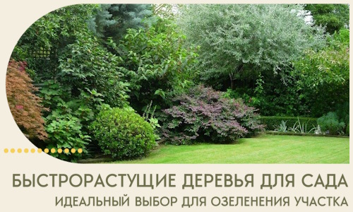 Быстрорастущие деревья для сада идеальный выбор в Электростали