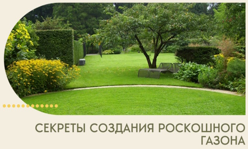 Секреты создания роскошного газона в Электростали